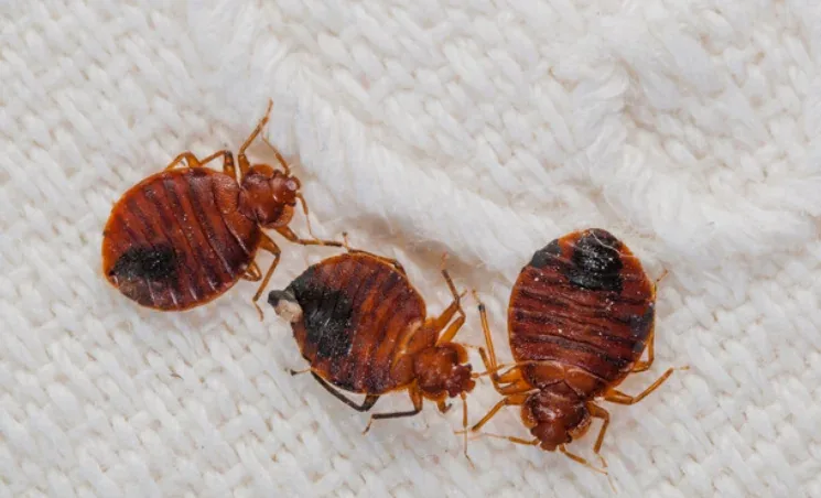 Trois punaises de lit adultes gorgées de sang sur un textile blanc