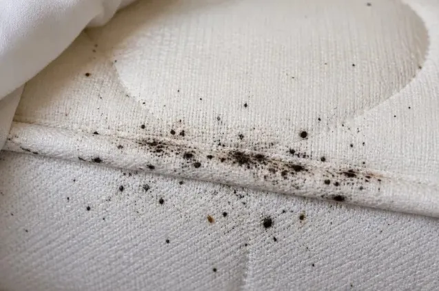 Taches noires de déjections de punaises de lit groupées le long de la couture d'un matelas