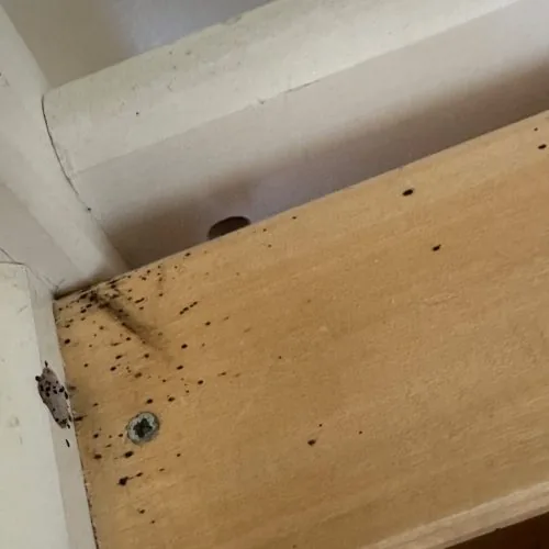Traces de déjections de punaises de lit sur la latte en bois d'un sommier, avec une punaise visible dans l'angle