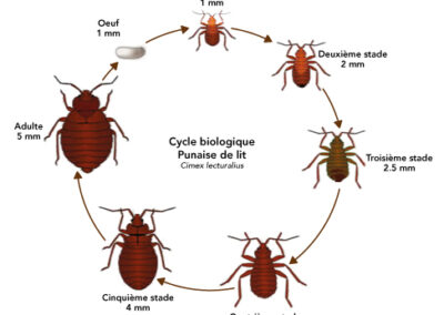 Quelle est le cycle de vie de la punaise de lit ?